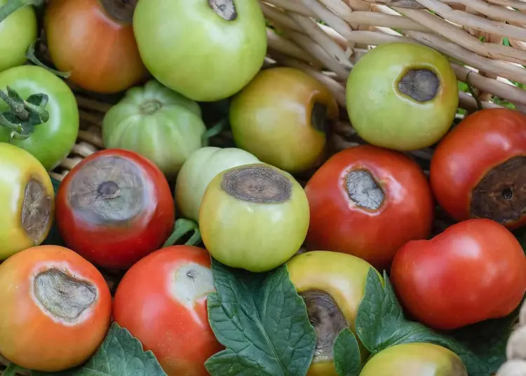 comment apporter du calcium aux tomates naturellement éviter pourriture apicale