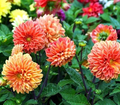 comment avoir de beaux dahlias