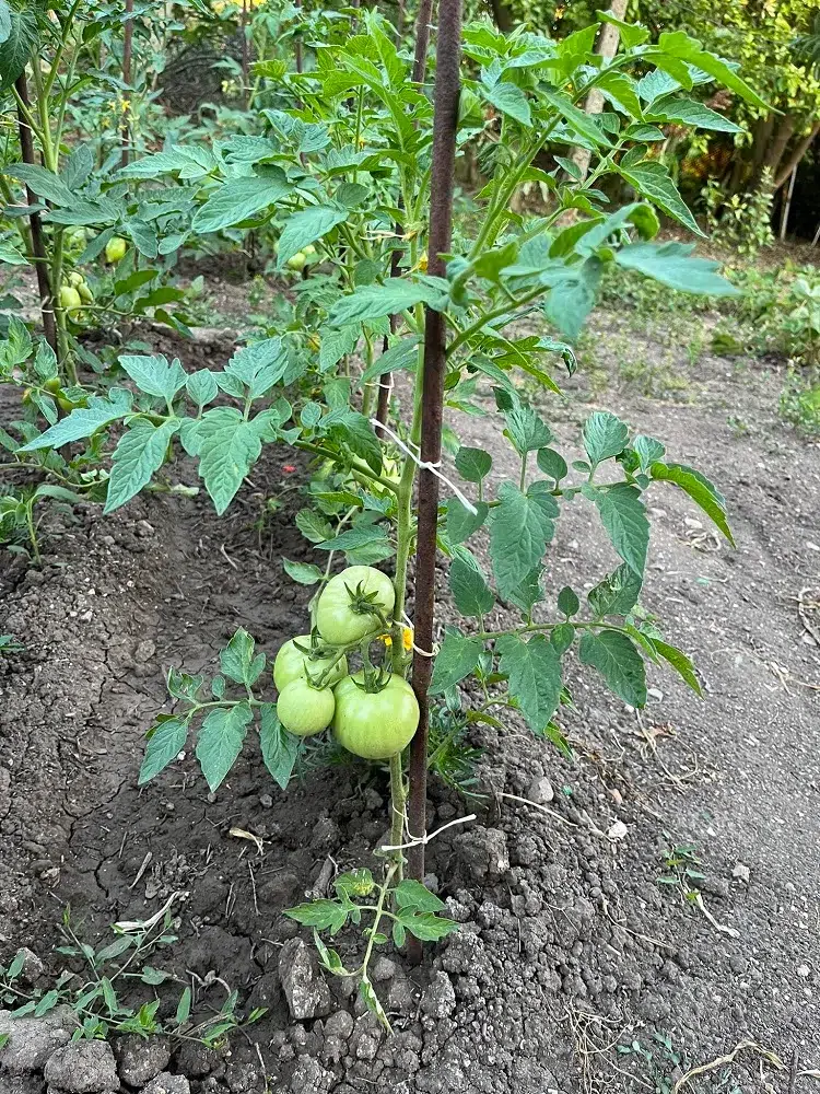comment booster des tomates qui ne poussent pas ne deviennent pas rouges trucs astuces entretien culture plants tomate