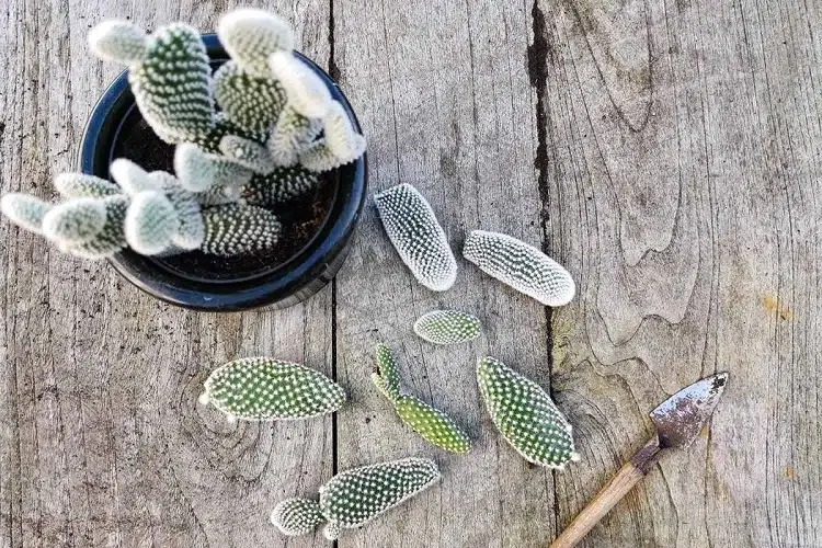 comment bouturer cactus plantes succulentes grasses qui ne se bouturent pas dans l'eau 
