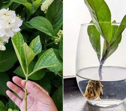 comment bouturer dans l'eau quelles plantes jardin bouturer guide pratique technique bouturage hortensia rosier