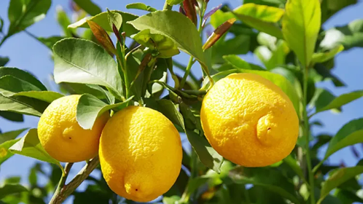 comment chasser les parasites du citronnier 2023 