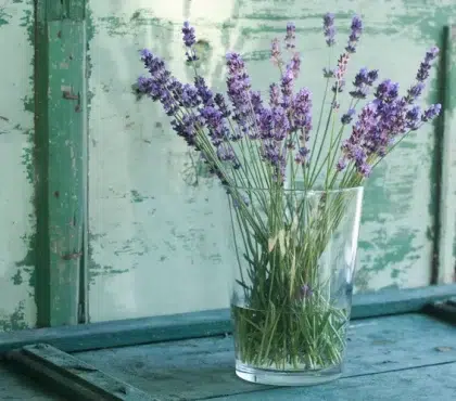 comment conserver la lavande en vase bouquet de lavande séchée ou fraîche peut on mettre de la lavande dans un vase avec de l'eau