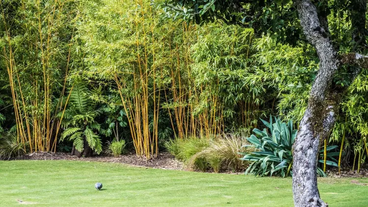 comment cultiver bambou jardin moderne
