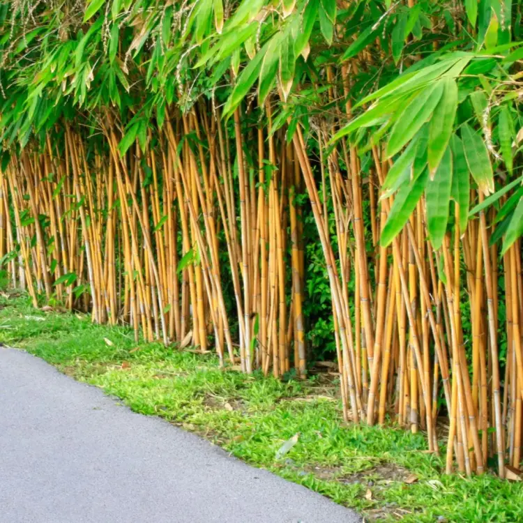 comment cultiver bambou jardin moderne