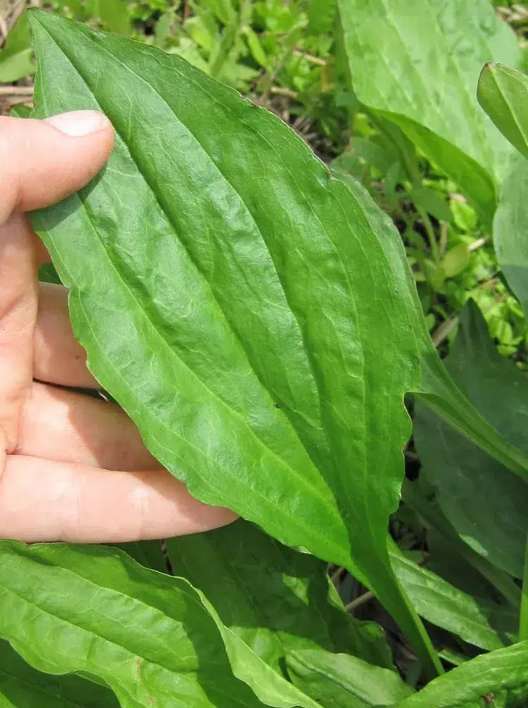 comment éliminer les mavaises herbres plantain lancéolé au jardin astuces désherbage desherbant naturel utilisation médicinale feuilles