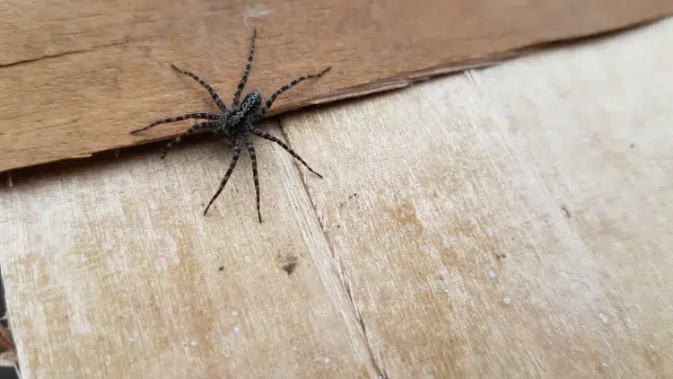 comment éloigner les araignées mauvaise réputation phobie crainte éliminer maison