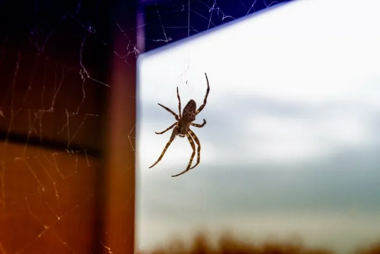 comment éloigner les araignées répulsifs maison éteindre lumières nuit vider poubelle éloigner composteur