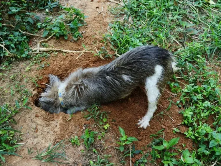 comment empêcher son chien de détruire le jardin creuser déterrer déchirer manger herbes