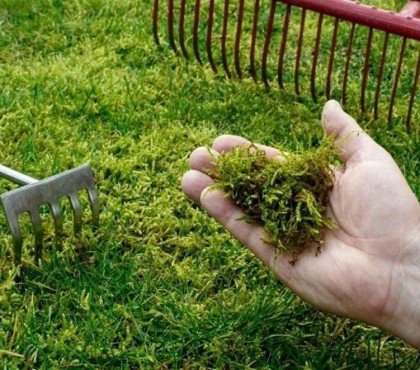 comment enlever la mousse dans la pelouse avoir gazon parfait que faire