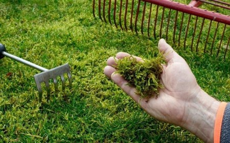 comment enlever la mousse dans la pelouse avoir gazon parfait que faire