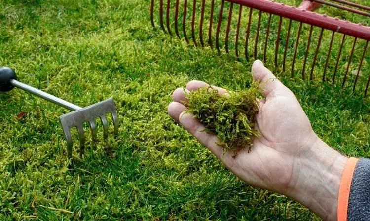 comment enlever la mousse dans la pelouse avoir gazon parfait que faire