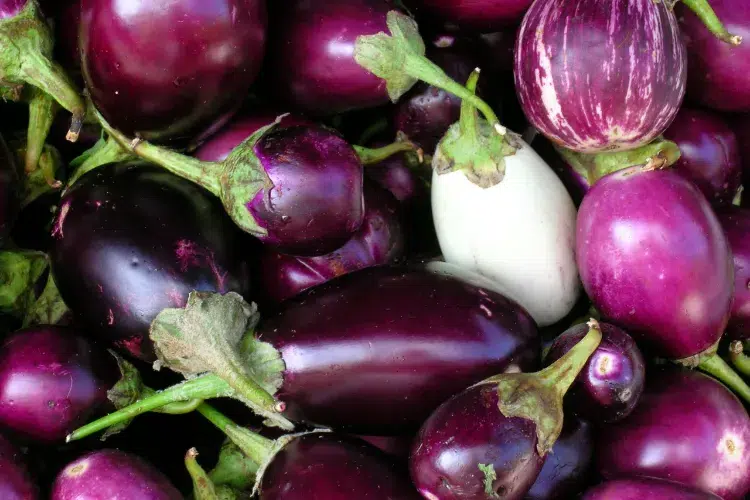comment enlever l'amertume des aubergines 2023