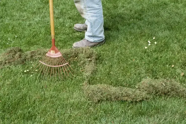 comment enlever mousse dans pelouse avoir gazon parfait ratisser