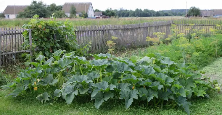 Come evitare che le zucchine marcescano la rotazione delle colture