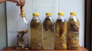 comment faire du purin de banane engrais naturel pour potager recette utilisation