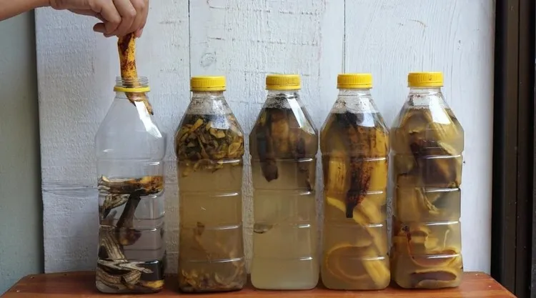 comment faire du purin de banane engrais naturel pour potager recette utilisation