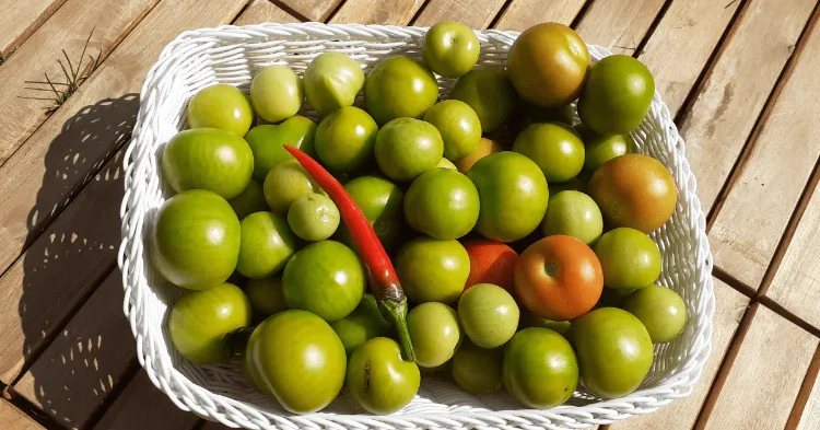 comment faire mûrir des tomates cueillies vertes fin saison sans papier journal soleil chaleur