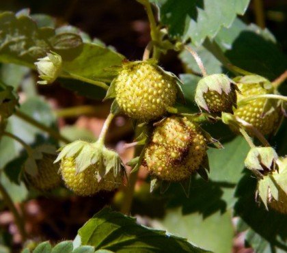 comment faire murir les fraises