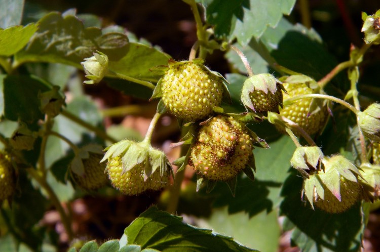 comment faire murir les fraises