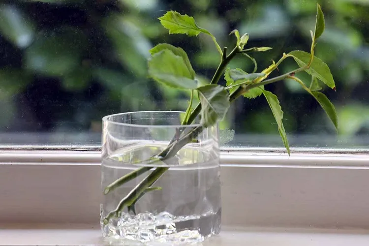comment faire une bouture rosier dans un verre d'eau tuto pas a pas facile astuces techniques multiplication plantes jardin