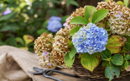 comment identifier et traiter les maladies de l'hortensia