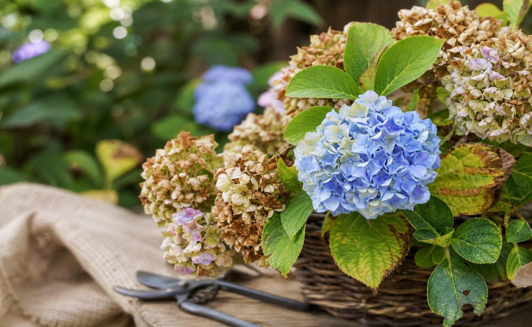 comment identifier et traiter les maladies de l'hortensia