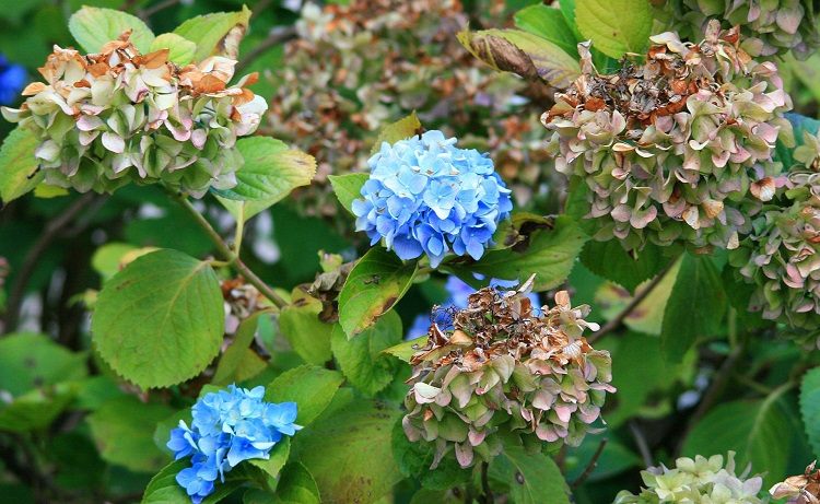 comment identifier et traiter les maladies de l'hortensia