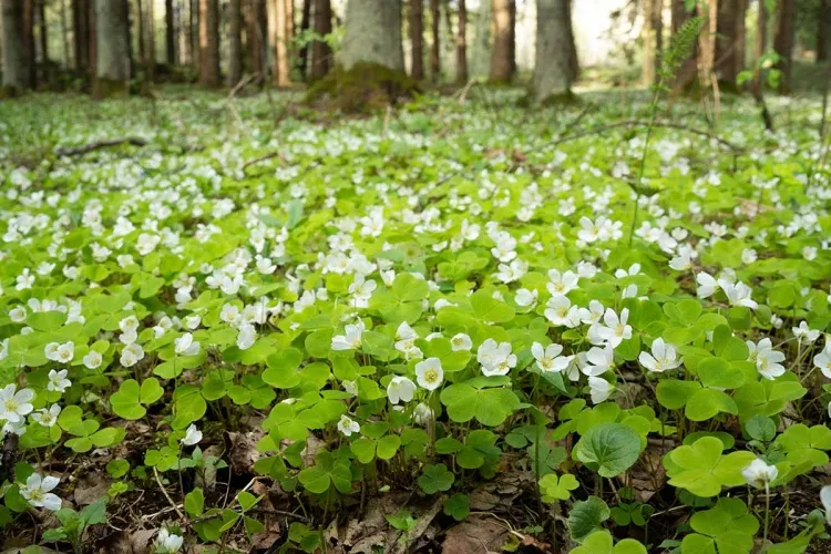 comment lutter contre l'oxalis type accrocheur couvre sol plante intérieur pot