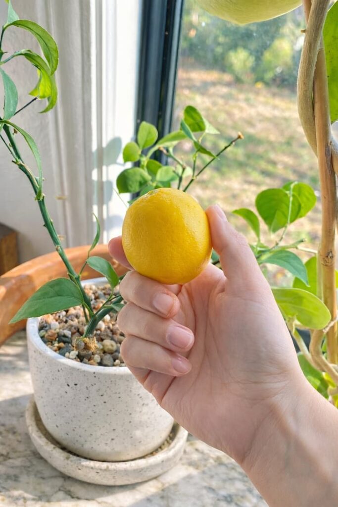 comment obtenir un citronnier en pot qui donne des fruits