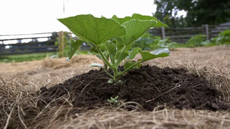 Come piantare zucchine nei tumuli Giardino Come avere belle zucchine
