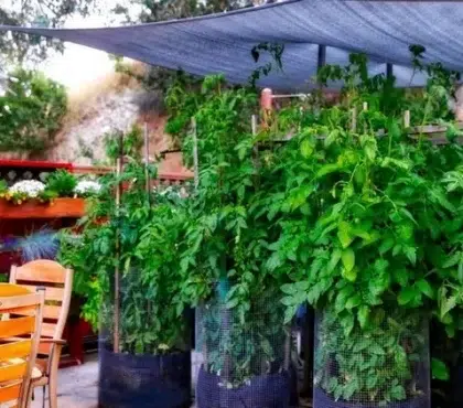 comment protéger les tomates de la canicule voile d'ombrage pour tomates