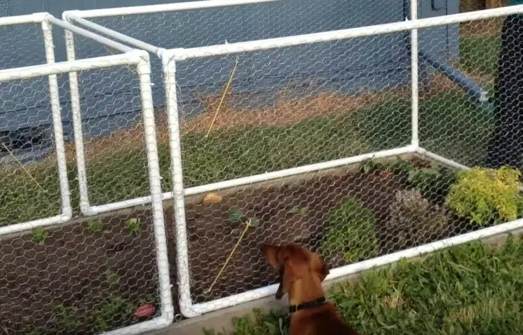 comment protéger mon jardin de mon chien construire clôture barrer accès plantes