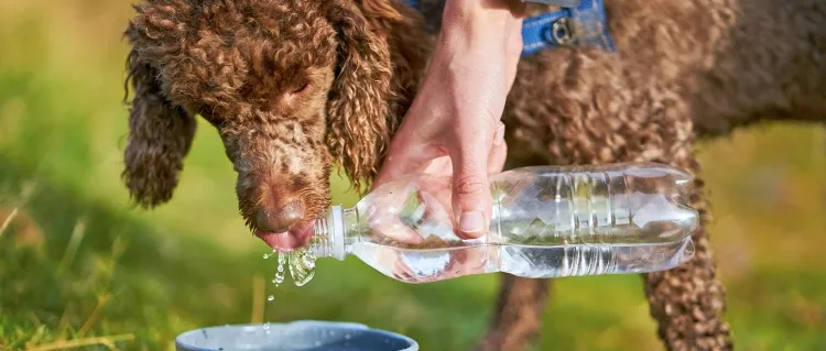 comment protéger son chien l'été asperger terrain eau rafraîchir ambiance