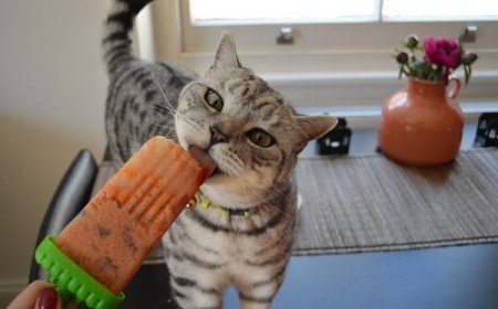 comment rafraichir son chat pendant la canicule protéger sucette glacée