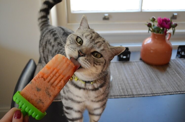 comment rafraichir son chat pendant la canicule protéger sucette glacée