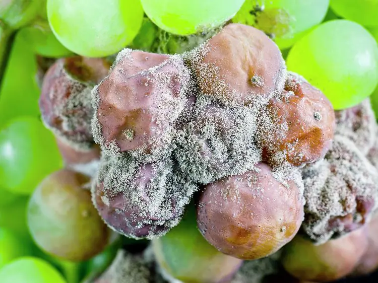 comment reconnaitre maladie des grappes de raisin pourriture grise baies