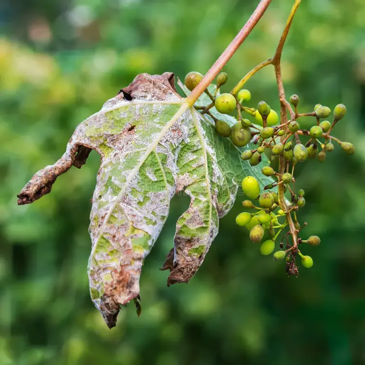 comment reconnaitre maladie des grappes raisin feuilles mildiou plasmopara viticola