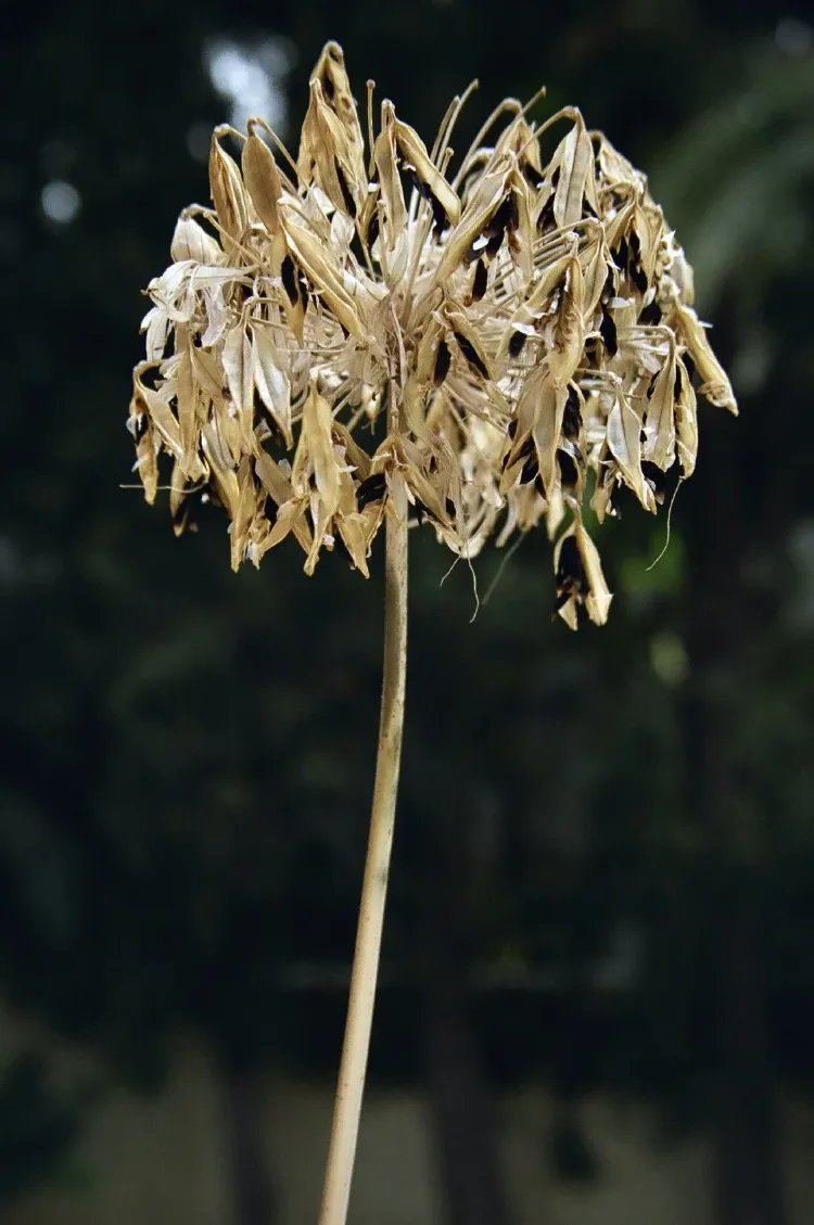comment récupere les graines des fleurs fanées des agapanthes pour faire des pousses semis multiplier agapanthe