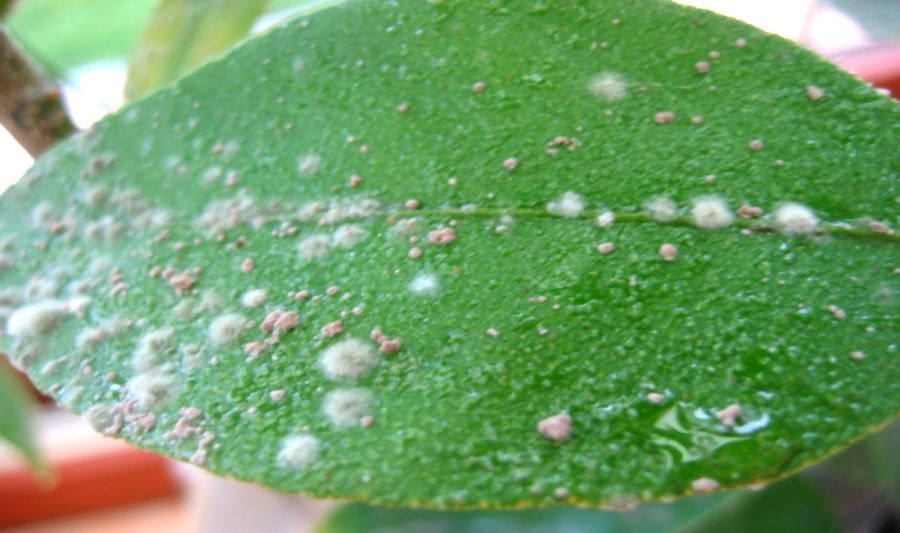 comment récupérer un citronnier malade facilement