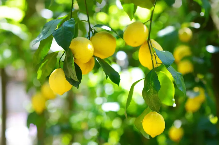 comment récuperer un citronnier malade