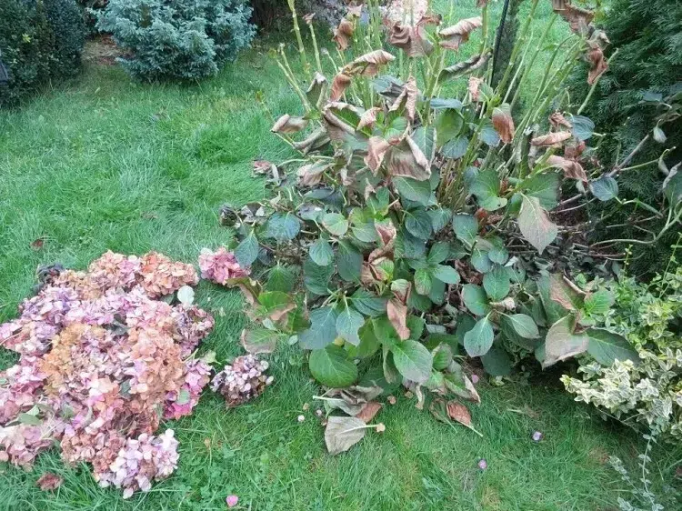 comment sauver un hortensia arbuste fleuri dans le jardin ou en pot