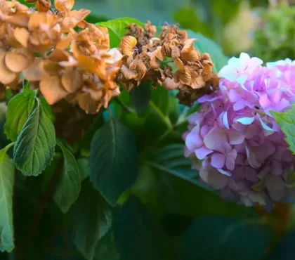 comment sauver un hortensia qui a eu chaud hortensia brûlé par le soleil conseils astuces