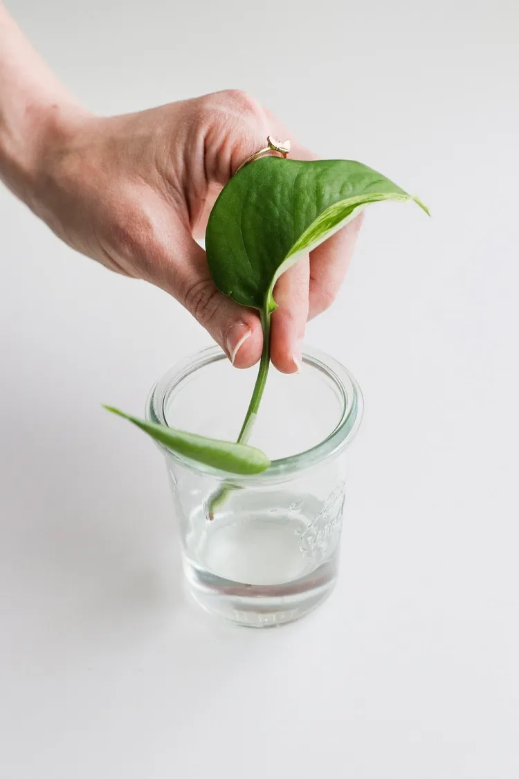 comment savoir quand une bouture est prête comment bouturer des plantes dans un verre d'eau tuto astuces methodes
