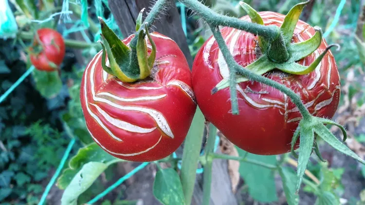 comment savoir si les tomates sont trop arrosées