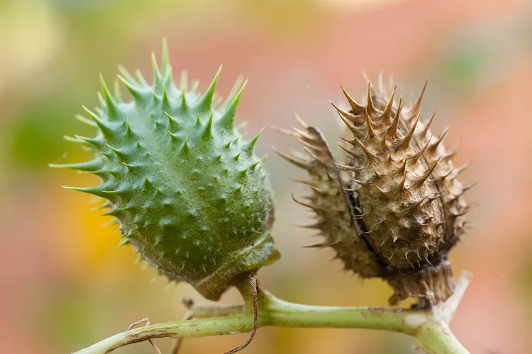 comment se debarasser du datura dans le jardin