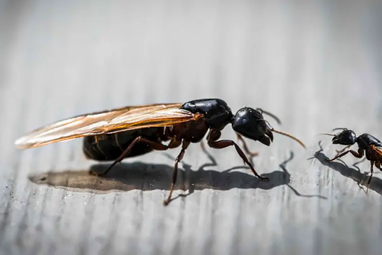 comment se débarrasser des fourmis à ailes dans la maison naturellement