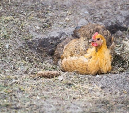 comment se débarrasser des poux de poules définitivement astuces