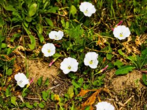 comment se débarrasser du liseron naturellement difficile enlever système racinaire large robuste
