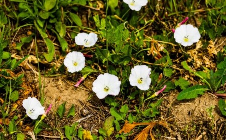 comment se débarrasser du liseron naturellement difficile enlever système racinaire large robuste